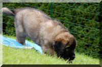 leonberger 083.jpg